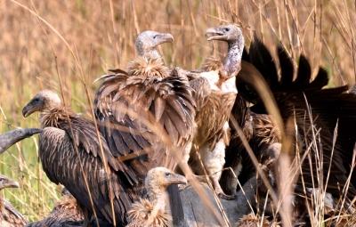 6 endangered captive-bred vultures released in Assam Aviary