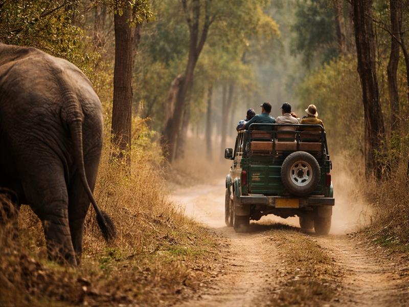 Safari operations, wildlife conflict debated in Karnataka Assembly