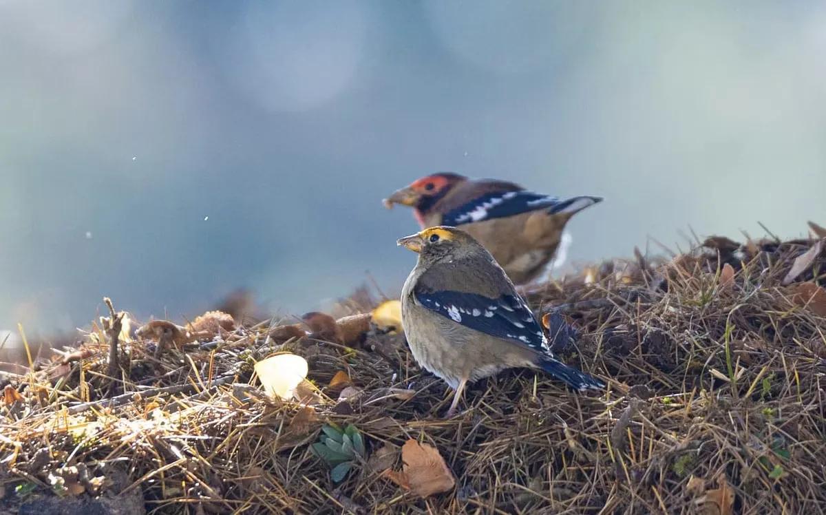 Rare Spectacled Finch Sighting In Munsiyari Raises Environmental Hopes