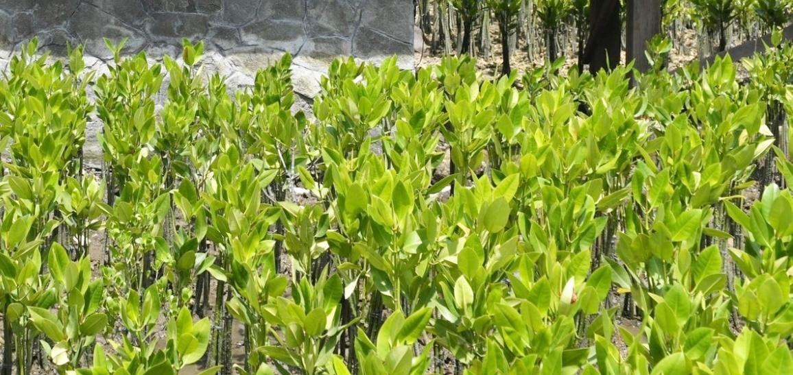 Survey of mangrove forests along state coastline underway: Maha Forest Minister