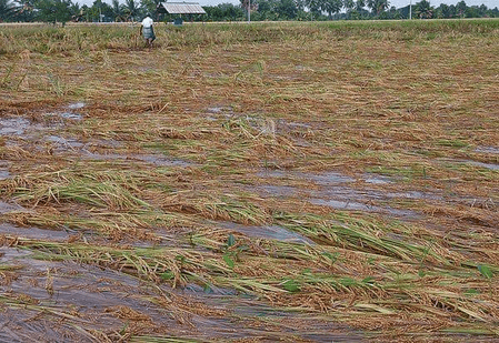 Farmers in TN delta districts reel under rain damage, delayed paddy procurement